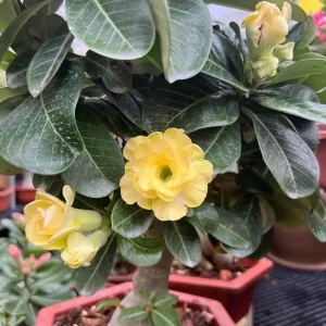 Set of 2 Double Yellow Desert Rose Live Plants – 4-6" Tall Adenium obesum – Yellow Flowers – Indoor/Outdoor - Image 1