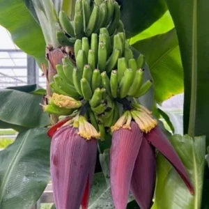 Set of 2 Dwarf Cavendish Banana Live Plants – 4-6