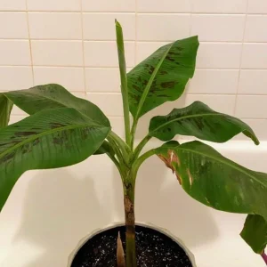 Set of 2 Dwarf Cavendish Banana Live Plants – 4-6
