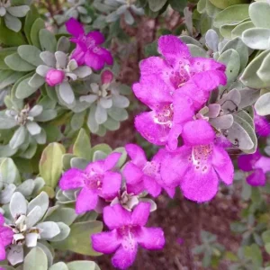 Set of 2 Dwarf Texas Sage Live Plants – Leucophyllum frutescens – 4-8” Tall Outdoor Shrub - Image 2