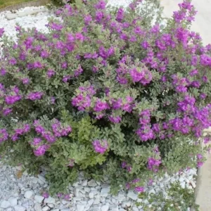 Set of 2 Dwarf Texas Sage Live Plants – Leucophyllum frutescens – 4-8” Tall Outdoor Shrub - Image 4