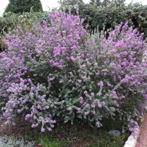 Set of 2 Dwarf Texas Sage Live Plants – Leucophyllum frutescens – 4-8” Tall Outdoor Shrub - Image 5