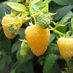 Set of 2 Fall Gold Raspberry Live Plants – 4-6