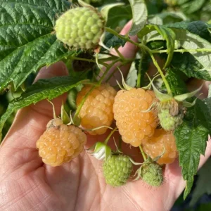 Set of 2 Fall Gold Raspberry Live Plants – 4-6