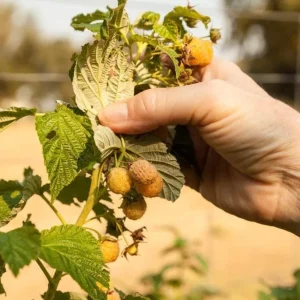 Set of 2 Fall Gold Raspberry Live Plants – 4-6