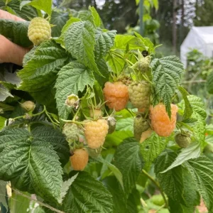 Set of 2 Fall Gold Raspberry Live Plants – 4-6