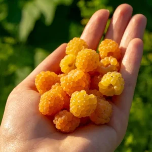 Set of 2 Fall Gold Raspberry Live Plants – 4-6