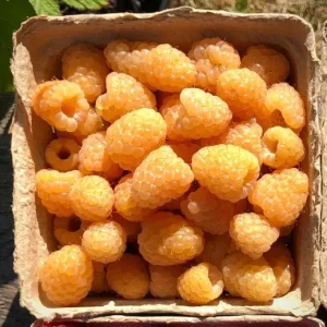 Set of 2 Fall Gold Raspberry Live Plants – 4-6