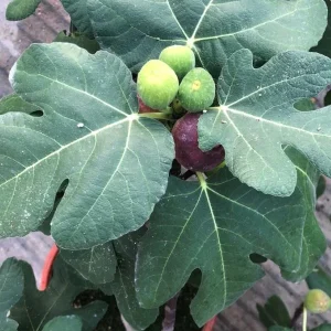 Set of 2 Fignomenal Fig Live Plants – 4-6