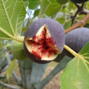 Set of 2 Fignomenal Fig Live Plants – 4-6" Tall – Edible Dwarf Fruit Tree for Indoor/Outdoor - Image 1