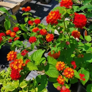 Set of 2 Frans Red Lantana Camara Live Plants - 4-6