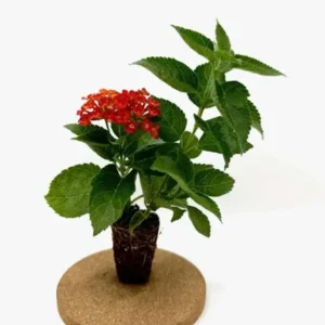 Set of 2 Frans Red Lantana Camara Live Plants - 4-6