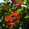 Set of 2 Hamelia Mexican Firebush Live Plants - 4-6" Tall - Butterfly & Hummingbird Attracting Shrub - Image 1