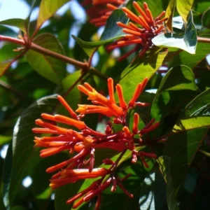Set of 2 Hamelia Mexican Firebush Live Plants - 4-6