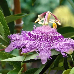 Set of 2 Incense Passion Flower Live Plants, Passiflora 'Incense', 4-6