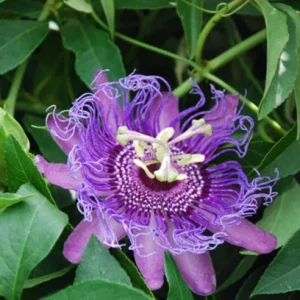 Set of 2 Incense Passion Flower Live Plants, Passiflora 'Incense', 4-6