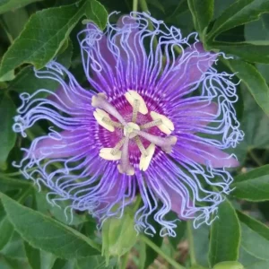 Set of 2 Incense Passion Flower Live Plants, Passiflora 'Incense', 4-6