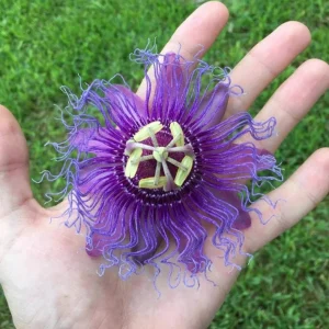 Set of 2 Incense Passion Flower Live Plants, Passiflora 'Incense', 4-6