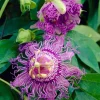 Set of 2 Incense Passion Flower Live Plants, Passiflora 'Incense', 4-6" Tall, Flowering Vine - Image 1