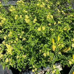 Set of 2 Lemon Drop Lantana Live Plants – 4-6