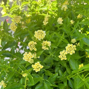 Set of 2 Lemon Drop Lantana Live Plants – 4-6