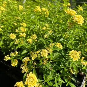 Set of 2 Lemon Drop Lantana Live Plants – 4-6