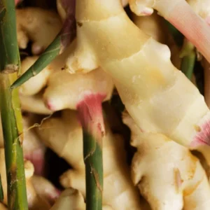 Set of 2 Live Thai Ginger Plants (Alpinia galanga) - 4-8