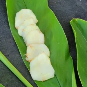 Set of 2 Live Thai Ginger Plants (Alpinia galanga) - 4-8