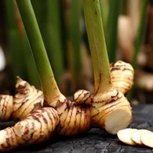 Set of 2 Live Thai Ginger Plants (Alpinia galanga) - 4-8
