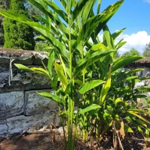 Set of 2 Live Thai Ginger Plants (Alpinia galanga) - 4-8