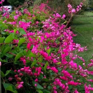 Set of 2 Mexican Creeper Live Plants - Antigonon leptopus - Pink Flowering Vine, 4-6