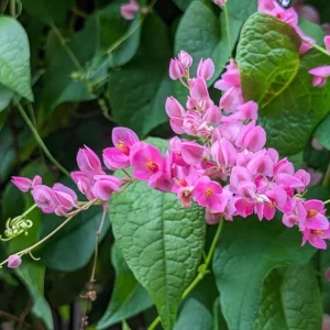 Set of 2 Mexican Creeper Live Plants - Antigonon leptopus - Pink Flowering Vine, 4-6