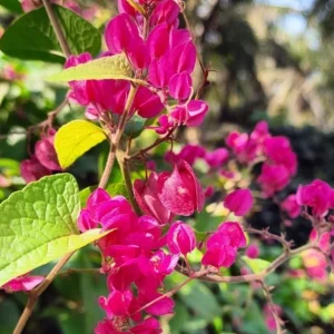 Set of 2 Mexican Creeper Live Plants - Antigonon leptopus - Pink Flowering Vine, 4-6