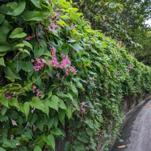Set of 2 Mexican Creeper Live Plants - Antigonon leptopus - Pink Flowering Vine, 4-6