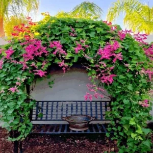 Set of 2 Mexican Creeper Live Plants - Antigonon leptopus - Pink Flowering Vine, 4-6
