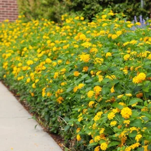 Set of 2 New Gold Lantana Live Plants – 4-6