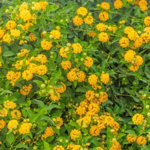 Set of 2 New Gold Lantana Live Plants – 4-6
