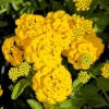 Set of 2 New Gold Lantana Live Plants – 4-6" Tall – Yellow Flowers – Attracts Pollinators – Outdoor - Image 1