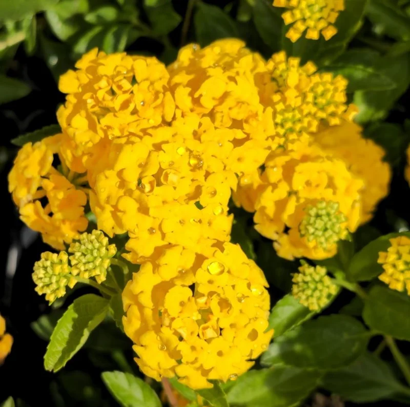 Set of 2 New Gold Lantana Live Plants – 4-6" Tall – Yellow Flowers – Attracts Pollinators – Outdoor - Image 1