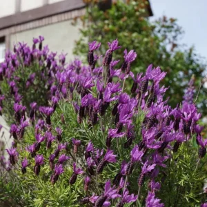 Set of 2 Otto Quast Lavender Live Plants 4-6