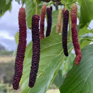 Set of 2 Pakistan Mulberry Live Plants - Morus nigra Fruit Tree Starters 6-8