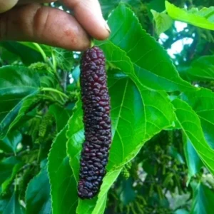 Set of 2 Pakistan Mulberry Live Plants - Morus nigra Fruit Tree Starters 6-8