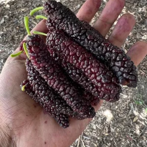 Set of 2 Pakistan Mulberry Live Plants - Morus nigra Fruit Tree Starters 6-8