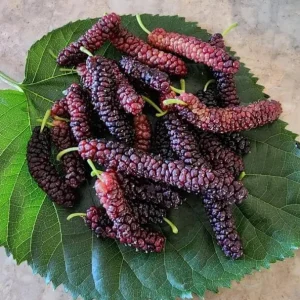 Set of 2 Pakistan Mulberry Live Plants - Morus nigra Fruit Tree Starters 6-8