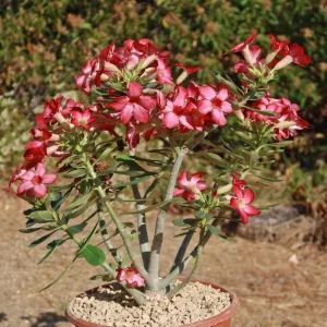 Set of 2 Pink Desert Rose Live Plants (Adenium obesum) 4-6