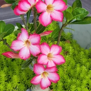 Set of 2 Pink Desert Rose Live Plants (Adenium obesum) 4-6