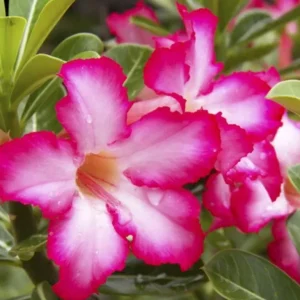 Set of 2 Pink Desert Rose Live Plants (Adenium obesum) 4-6