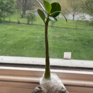 Set of 2 Pink Desert Rose Live Plants (Adenium obesum) 4-6