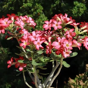 Set of 2 Pink Desert Rose Live Plants (Adenium obesum) 4-6