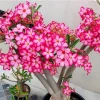 Set of 2 Pink Desert Rose Live Plants (Adenium obesum) 4-6" Tall - Indoor/Outdoor Flower Plant - Image 1